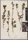 Foto von Salix aurita L.